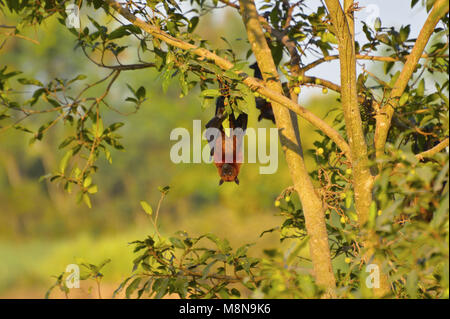 Indian Flying Fox, Pteropus giganteus tête en bas d'un arbre près de Sangli, Maharashtra, Inde Banque D'Images