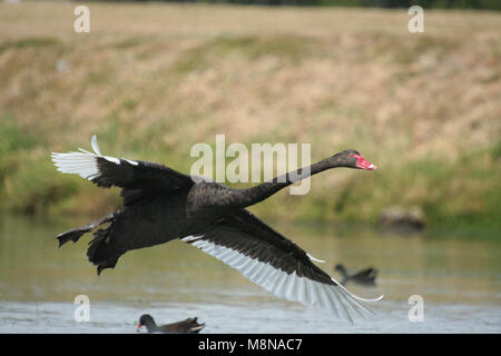 Cygne noir (Cygnus) ATTRATUS en vol, Kings Park, Perth, Australie occidentale. Banque D'Images