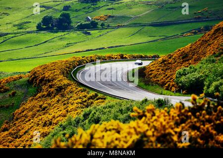 A9 tronc principal route monte à 2 miles au nord de Helmsdale, Sutherland sur la côte nord-est d'Écosse. En regardant vers le sud au début de l'été sur les terres agricoles et de l'ajonc jaune Banque D'Images