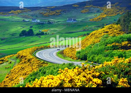 A9 tronc principal route monte à 2 miles au nord de Helmsdale, Sutherland sur la côte nord-est d'Écosse. En regardant vers le sud au début de l'été sur les terres agricoles et de l'ajonc jaune Banque D'Images