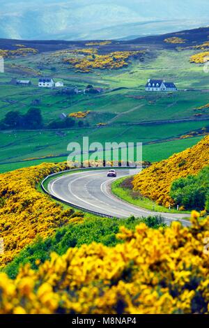 A9 tronc principal route monte à 2 miles au nord de Helmsdale, Sutherland sur la côte nord-est d'Écosse. En regardant vers le sud au début de l'été sur les terres agricoles et de l'ajonc jaune Banque D'Images