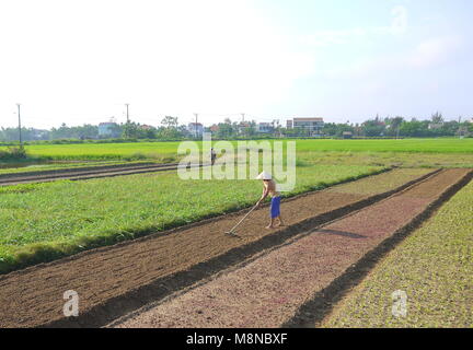 Femme non identifiée en râtelant préparer le sol sur le champ de légumes tôt le matin à Hoi An Vietnam Banque D'Images