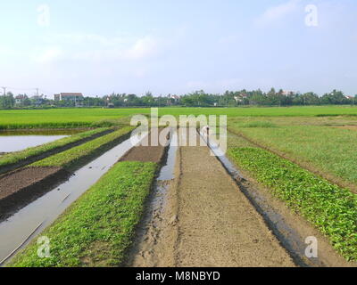 Homme non identifié sur le champ de légumes de travail tôt le matin à Hoi An Vietnam Banque D'Images