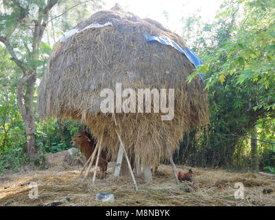 La vache et le poulet sous un grand arbre du foin de la paille dans la campagne partie de Hoi An Vietnam Banque D'Images