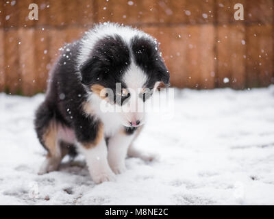 Chiot berger australien solitaire de geler sur la rue alors qu'il neige. Portrait de chien malheureux à l'extérieur en hiver froid neige. Banque D'Images