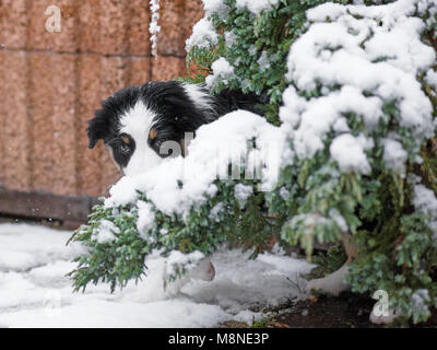 Chiot berger australien solitaire de geler sur la rue alors qu'il neige. Portrait de chien malheureux à l'extérieur en hiver froid neige. Banque D'Images