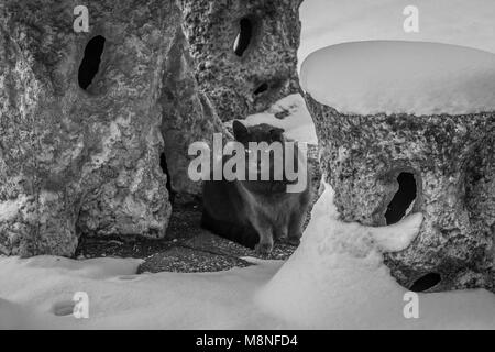 Chat gris dans le jardin, image en noir et blanc, thème de l'hiver. Chaton gris assis sur le chemin en pierre, jardin de neige photo monochrome. Banque D'Images