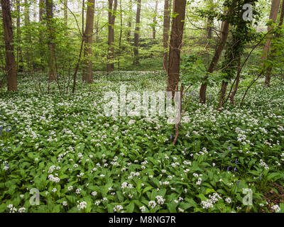 L'ail des bois en anglais Banque D'Images