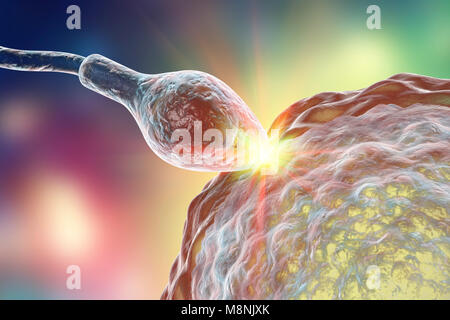 L'engraissage de sperme oeuf, illustration de l'ordinateur. Le sperme a une tête ovale et une queue en forme de cheveux qu'il bat avec un mouvement de fouet à nager. La femelle humaine produit généralement un seul gros œuf dans l'ovaire, tandis que le mâle libère environ 300 millions de spermatozoïdes beaucoup plus petits. Le voyage des spermatozoïdes à travers l'utérus et les trompes de Fallope jusqu'à atteindre l'ovule. Le sperme doit pénétrer une couche épaisse autour de l'œuf ; cette pénétration est facilitée par les enzymes contenues dans la tête du spermatozoïde. Un seul spermatozoïde peut fusionner avec le noyau d'oeufs. La fertilisation permet aux hommes et femmes du matériel génétique à d'être partagés. Banque D'Images