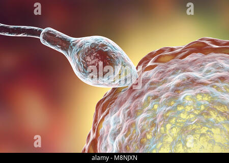 L'engraissage de sperme oeuf, illustration de l'ordinateur. Le sperme a une tête ovale et une queue en forme de cheveux qu'il bat avec un mouvement de fouet à nager. La femelle humaine produit généralement un seul gros œuf dans l'ovaire, tandis que le mâle libère environ 300 millions de spermatozoïdes beaucoup plus petits. Le voyage des spermatozoïdes à travers l'utérus et les trompes de Fallope jusqu'à atteindre l'ovule. Le sperme doit pénétrer une couche épaisse autour de l'œuf ; cette pénétration est facilitée par les enzymes contenues dans la tête du spermatozoïde. Un seul spermatozoïde peut fusionner avec le noyau d'oeufs. La fertilisation permet aux hommes et femmes du matériel génétique à d'être partagés. Banque D'Images