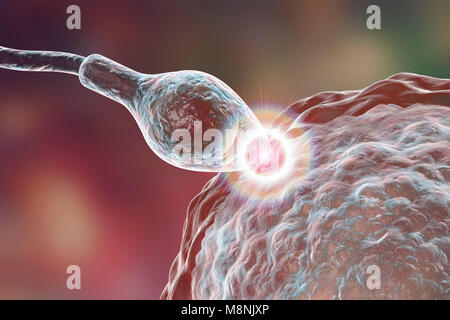 L'engraissage de sperme oeuf, illustration de l'ordinateur. Le sperme a une tête ovale et une queue en forme de cheveux qu'il bat avec un mouvement de fouet à nager. La femelle humaine produit généralement un seul gros œuf dans l'ovaire, tandis que le mâle libère environ 300 millions de spermatozoïdes beaucoup plus petits. Le voyage des spermatozoïdes à travers l'utérus et les trompes de Fallope jusqu'à atteindre l'ovule. Le sperme doit pénétrer une couche épaisse autour de l'œuf ; cette pénétration est facilitée par les enzymes contenues dans la tête du spermatozoïde. Un seul spermatozoïde peut fusionner avec le noyau d'oeufs. La fertilisation permet aux hommes et femmes du matériel génétique à d'être partagés. Banque D'Images