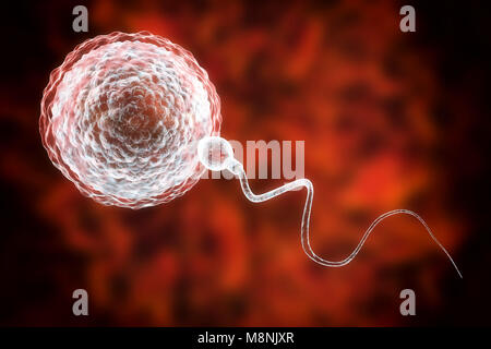 L'engraissage de sperme oeuf, illustration de l'ordinateur. Le sperme a une tête ovale et une queue en forme de cheveux qu'il bat avec un mouvement de fouet à nager. La femelle humaine produit généralement un seul gros œuf dans l'ovaire, tandis que le mâle libère environ 300 millions de spermatozoïdes beaucoup plus petits. Le voyage des spermatozoïdes à travers l'utérus et les trompes de Fallope jusqu'à atteindre l'ovule. Le sperme doit pénétrer une couche épaisse autour de l'œuf ; cette pénétration est facilitée par les enzymes contenues dans la tête du spermatozoïde. Un seul spermatozoïde peut fusionner avec le noyau d'oeufs. La fertilisation permet aux hommes et femmes du matériel génétique à d'être partagés. Banque D'Images