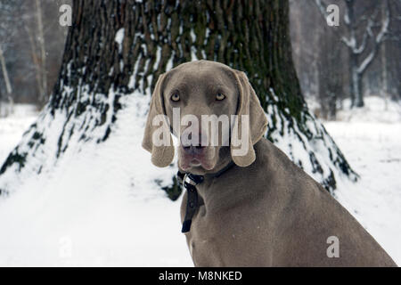 Beau chien de chasse braque de regardant la caméra pour une promenade en forêt, portrait Banque D'Images