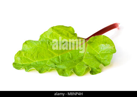 Rhubarbe fraîche leaf isolated on white Banque D'Images