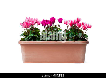 Cyclamen fleurs colorées en pot rectangulaire isolated on white Banque D'Images