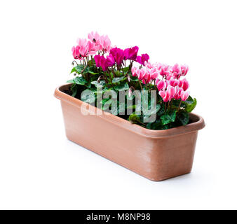 Cyclamen fleurs colorées en pot rectangulaire isolated on white Banque D'Images