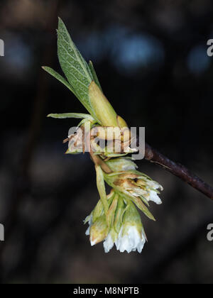 Laissez et bourgeons de fleurs au printemps Banque D'Images