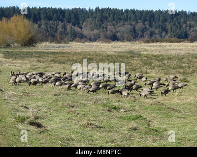 Grand groupe de Bernache de Hutchins (Branta hutchinsii) vu dans Billy Frank Jr. Nisqually National Wildlife Refuge Banque D'Images