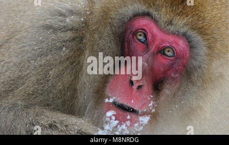 Portrait d'un macaque japonais aka Snow Monkey Banque D'Images