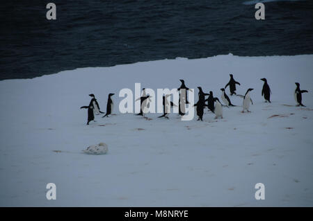 Manchots adélies sur plateau de glace dans la mer de Weddell Banque D'Images