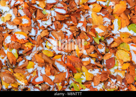 Feuilles de hêtre au Parc National d'Ordesa, Huesca, Aragon, Espagne, Europe Banque D'Images