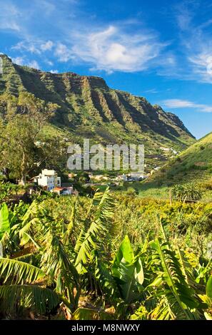 La Gomera, Îles Canaries. Dans la ligne de la vallée de Hermigua El Curato. Plantes plantation de bananes en premier plan Banque D'Images