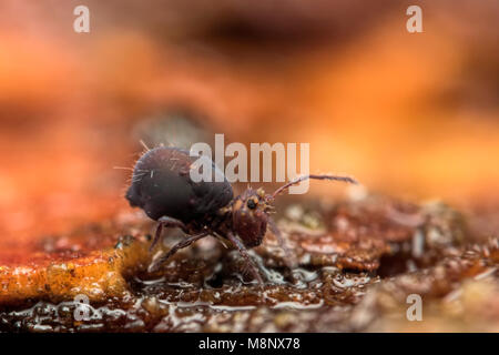 Springtail globulaire (Dicyrtomina fusca) marcher le long tronc d'arbre humide dans les bois. Tipperary, Irlande Banque D'Images