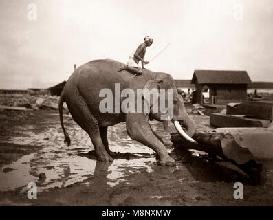 C.1880 - La Birmanie, l'Inde et de l'éléphant mahout déménagement sciage dans un chantier de bois Banque D'Images