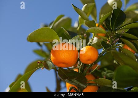 Calamondin Orange, Kalamondin (Citrofortunella microcarpa) Banque D'Images