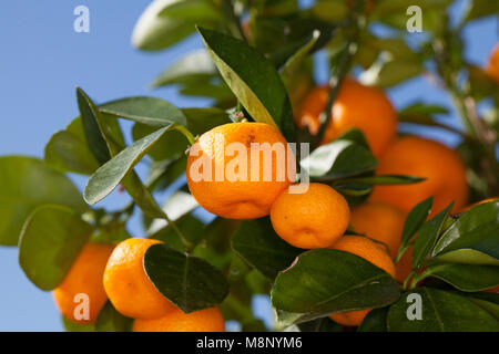 Calamondin Orange, Kalamondin (Citrofortunella microcarpa) Banque D'Images