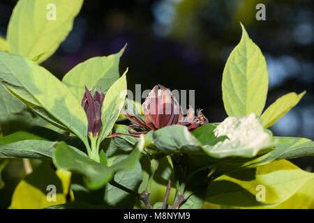 Hårig kryddbuske Sweetshrub, Caroline (Liriodendron tulipifera) Banque D'Images