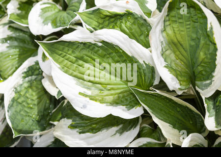 Hosta 'Patriot', Funkia (Hosta fortunei) Banque D'Images