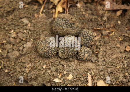 Truffes dans la forêt Banque D'Images