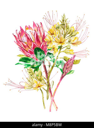 Protea Aquarelle et Caesalpinia fleurs. Floral décoration tropicale illustration botanique. Aquarelle isolés. Parfait pour un mariage ou une invitation, Banque D'Images