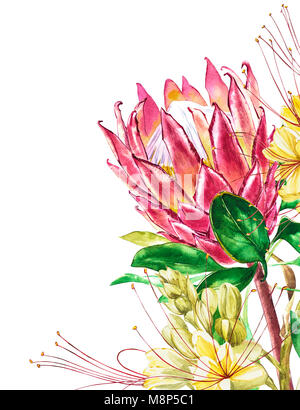 Protea Aquarelle et Caesalpinia fleurs. Floral décoration tropicale illustration botanique. Aquarelle isolés. Parfait pour un mariage ou une invitation, Banque D'Images