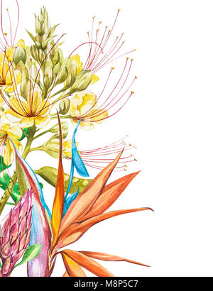 Aquarelle Protea, Caesalpinia et bouquet de fleurs de Strelitzia. Floral décoration tropicale illustration botanique. Aquarelle isolés. Parfait pour les inv Banque D'Images