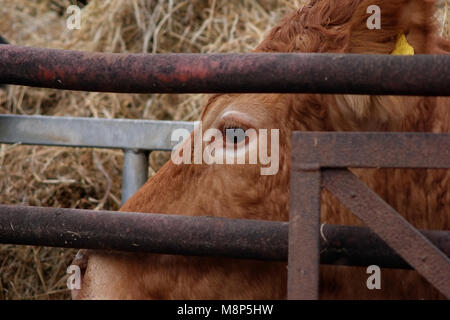 Le Visage de Cow en jersey mignon dans Farmyard avec paille Banque D'Images