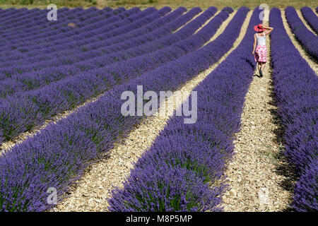 Vêtements Femme à marcher parmi les fleurs lavandes violets sur un champ en Provence, France. Banque D'Images