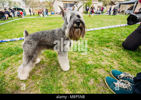 Zwergschnauzer debout sur l'herbe verte et photographe Banque D'Images