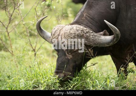 Buffalo bull pâturage sur l'herbe verte Banque D'Images