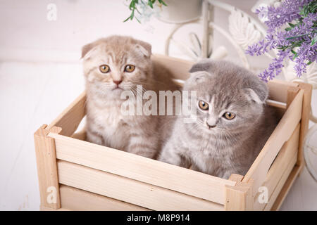 Les chats de race. Animaux domestiques. Un couple de funny kittens assis dans la boîte en bois et et de la recherche de Banque D'Images