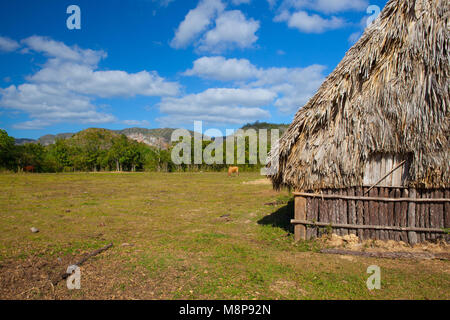 Grange typique sur les plantations de tabac.grange utilisée pour traiter le tabac. La vallée de Vinales, Pinar del Rio, Cuba Banque D'Images