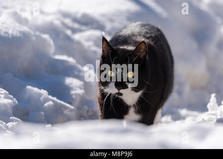 Un chat noir et blanc walking in snow Banque D'Images