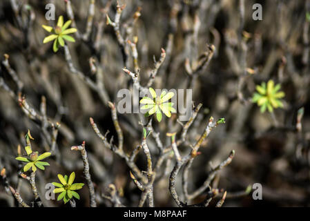 Launaea arborescens séché sur Lanzarote. Territoire aride de Lanzarote, îles Canaries. Banque D'Images