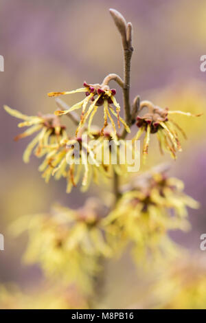 L'hamamélis (Hamamelis x intermedia 'Arnold Promise') en fleurs. Fleurs jaunes de l'extraordinaire variété d'arbustes de la famille des Hamamelidaceae Banque D'Images