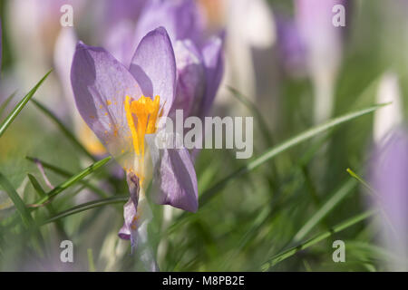 Purple Crocus sp. floraison parmi les herbes. Fleurs de fin d'hiver (famille Iridaceae) montrant l'herbe parmi les étamines jaunes Banque D'Images