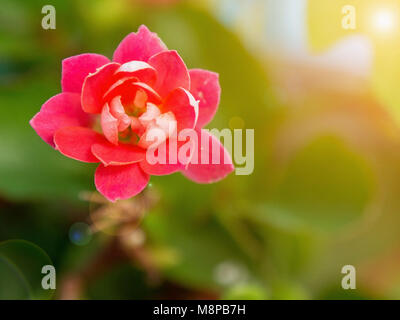 Close-up colorful petites fleurs roses de Kalanchoe. Banque D'Images