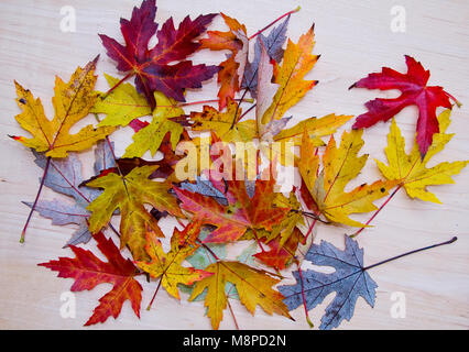 Tableau d'automne Feuille d'érable en argent Banque D'Images