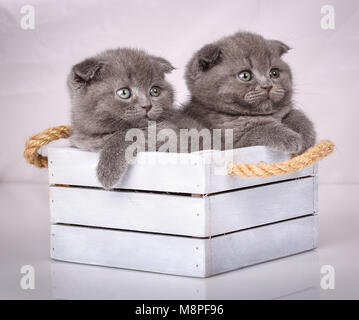 Chat, animal de compagnie, et mignon concept - couple de cute cats dans une boîte en bois. Un véritable ami sur fond blanc Banque D'Images