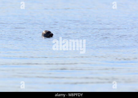 Le phoque annelé (Phoca hispida),. La photo a été prise dans le golfe de Kandalakcha la Mer Blanche. La Russie, région de Mourmansk. Lodeinoe l'île. Banque D'Images